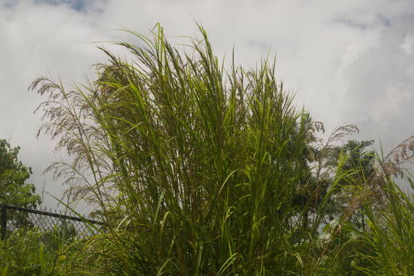 Themeda villosa Plant