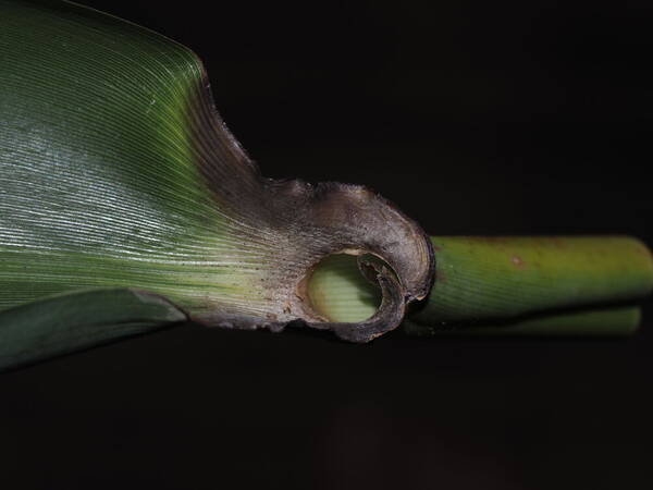 Thysanolaena latifolia Collar