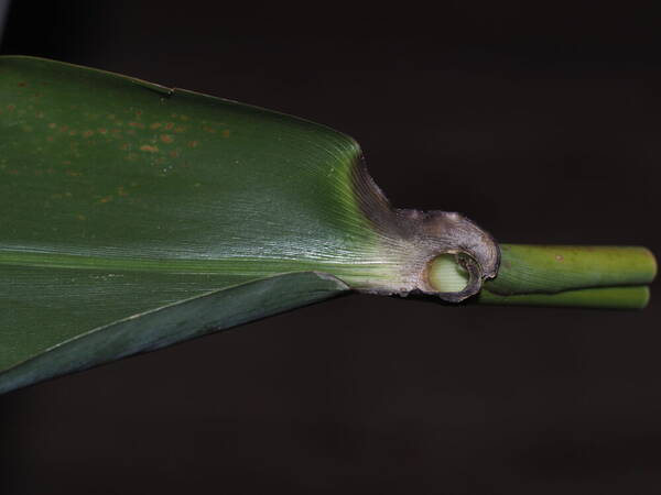 Thysanolaena latifolia Collar