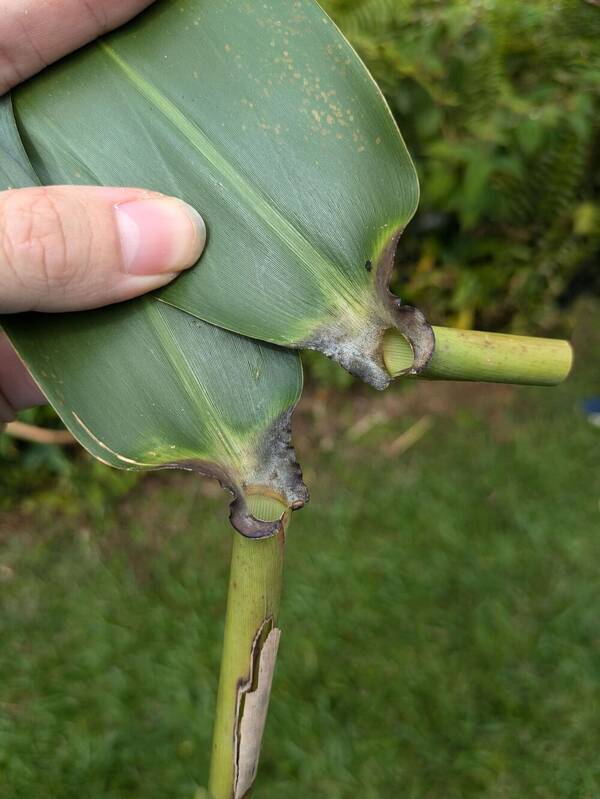 Thysanolaena latifolia Collar