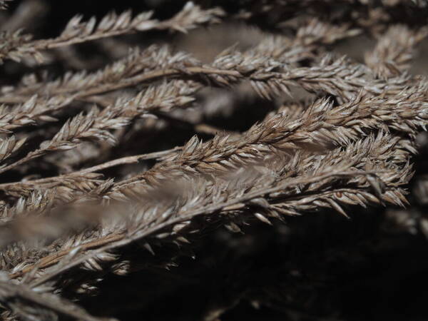 Thysanolaena latifolia Spikelets