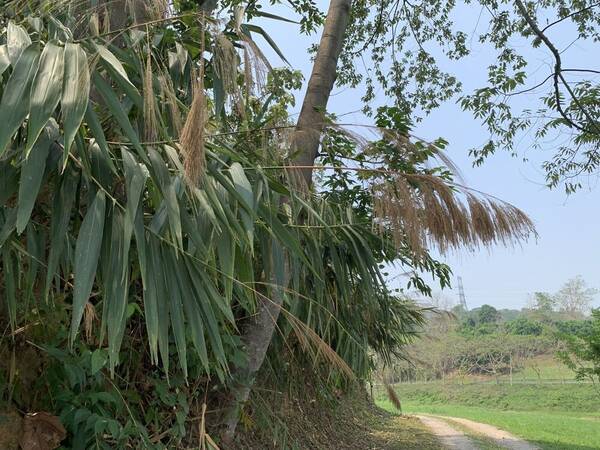 Thysanolaena latifolia Inflorescence