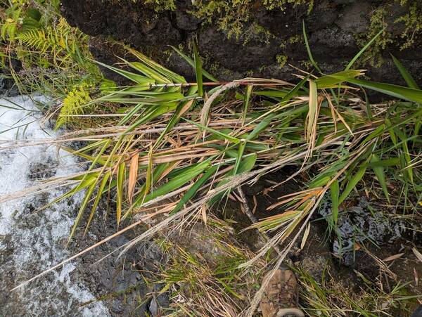 Thysanolaena latifolia Plant