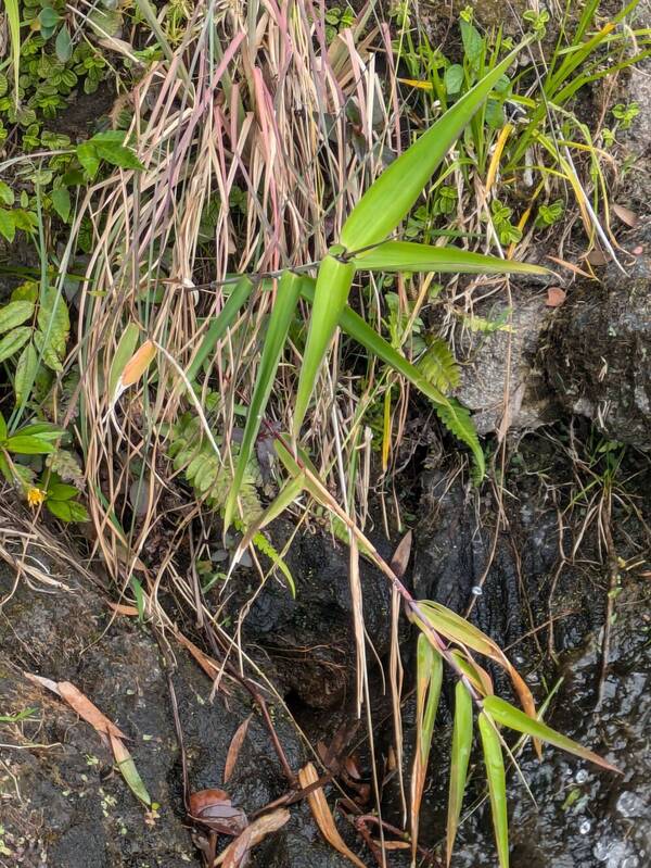 Thysanolaena latifolia Plant