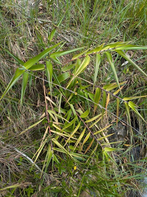 Thysanolaena latifolia Plant