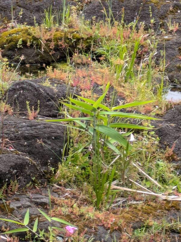 Thysanolaena latifolia Plant