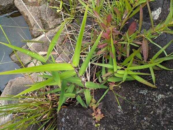 Thysanolaena latifolia Plant