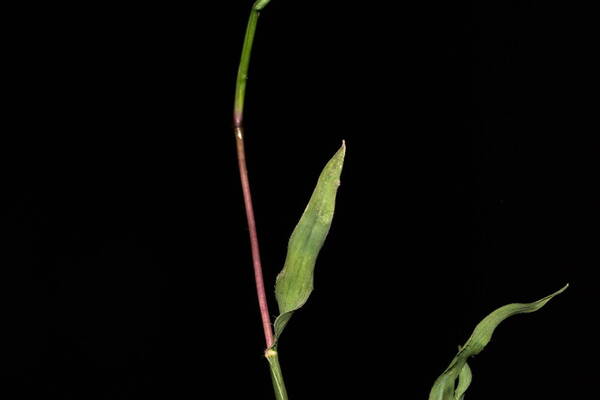 Tragus berteronianus Collar