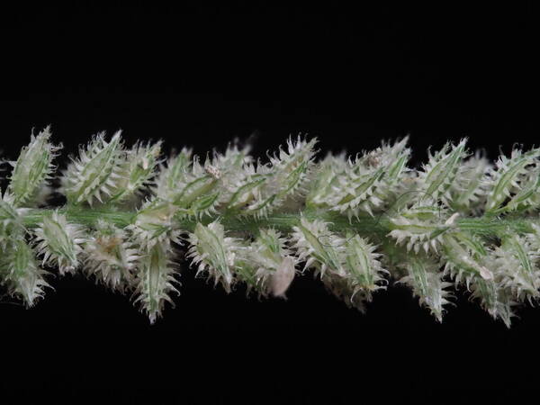 Tragus berteronianus Spikelets