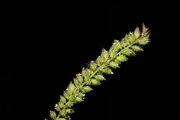 Tragus berteronianus Spikelets