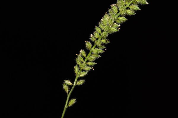 Tragus berteronianus Spikelets