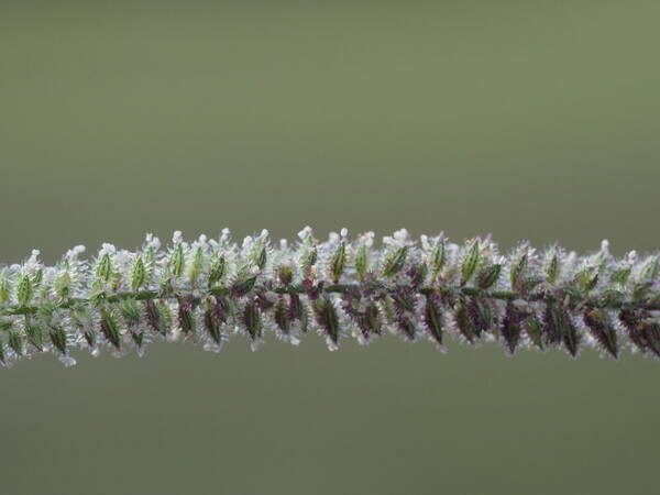 Tragus berteronianus Spikelets