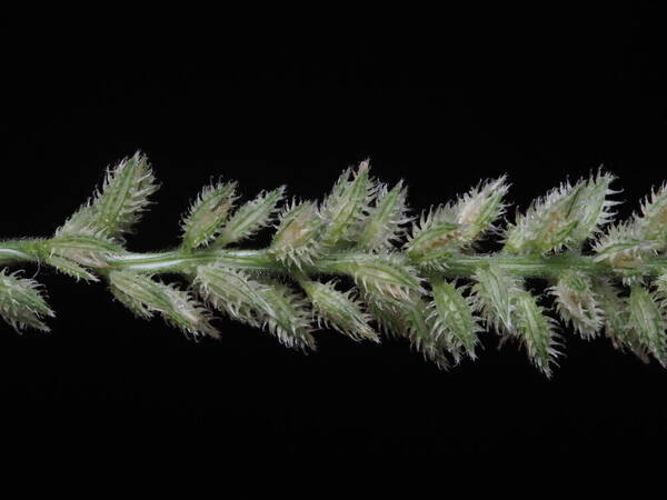 Tragus berteronianus Spikelets