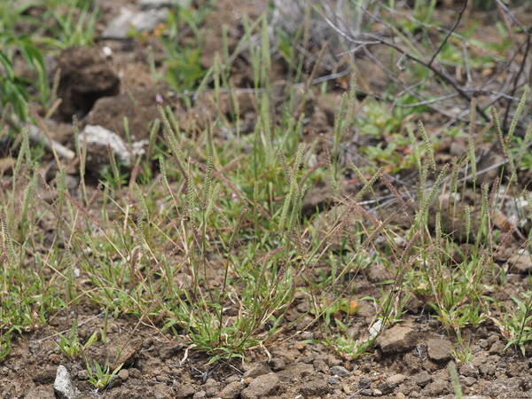 Tragus berteronianus Habit