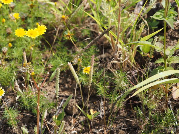 Tragus berteronianus Habit