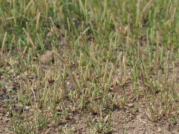 Tragus berteronianus Habit