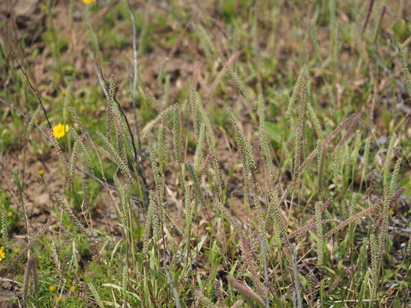 Tragus berteronianus Habit