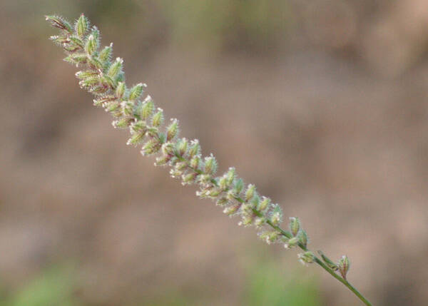 Tragus berteronianus Inflorescence