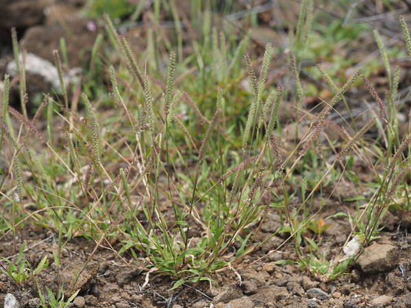 Tragus berteronianus Plant