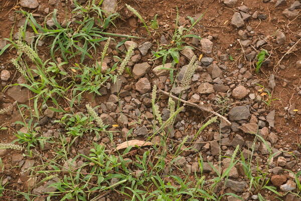 Tragus berteronianus Plant