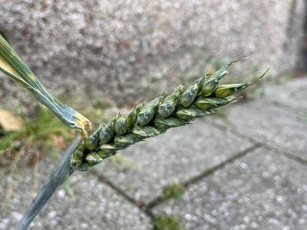 Triticum aestivum subsp. aestivum Inflorescence