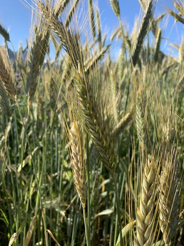 Triticum aestivum subsp. aestivum Inflorescence