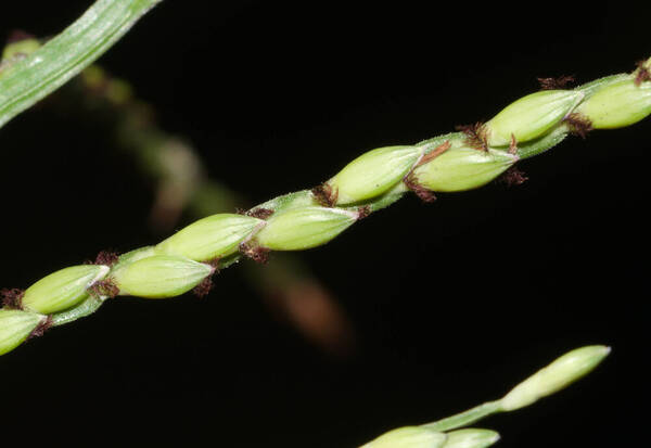 Urochloa arrecta Spikelets