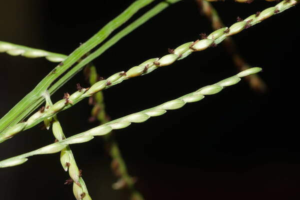 Urochloa arrecta Spikelets