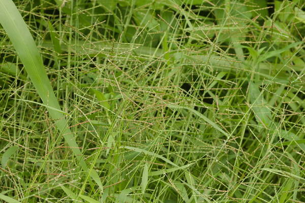 Urochloa arrecta Habit