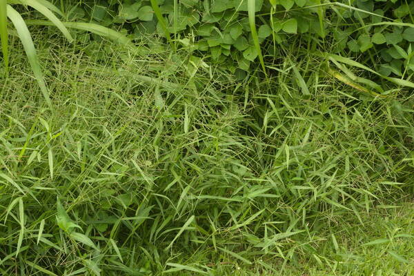 Urochloa arrecta Habit