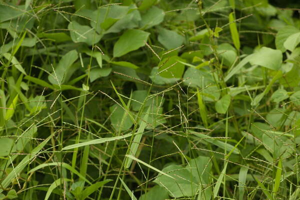 Urochloa arrecta Habit