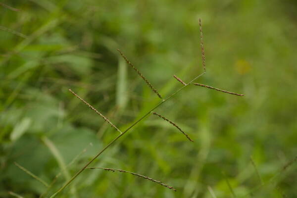 Urochloa arrecta Inflorescence