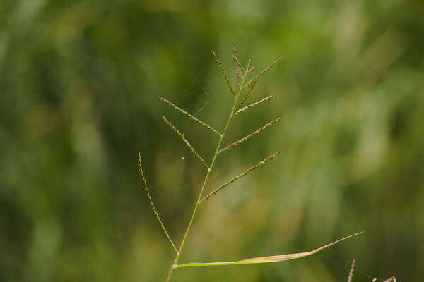 Urochloa arrecta Inflorescence