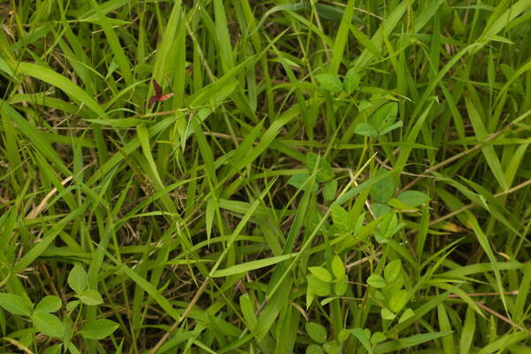 Urochloa arrecta Plant