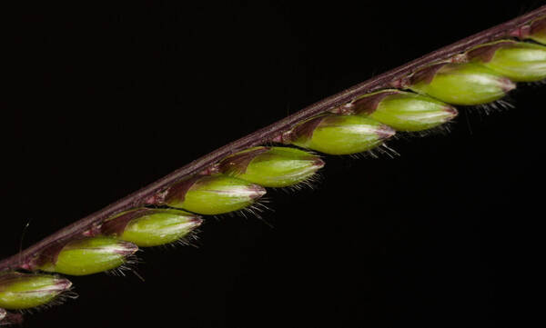 Urochloa brizantha Spikelets