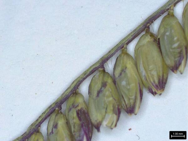 Urochloa brizantha Spikelets