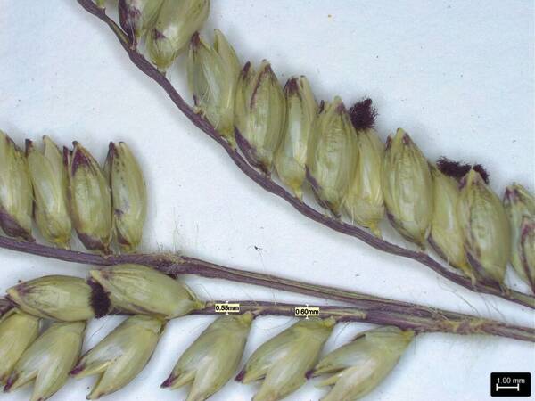 Urochloa brizantha Spikelets