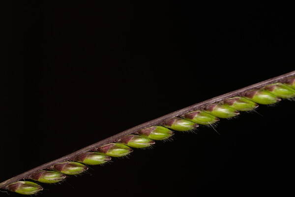 Urochloa brizantha Spikelets