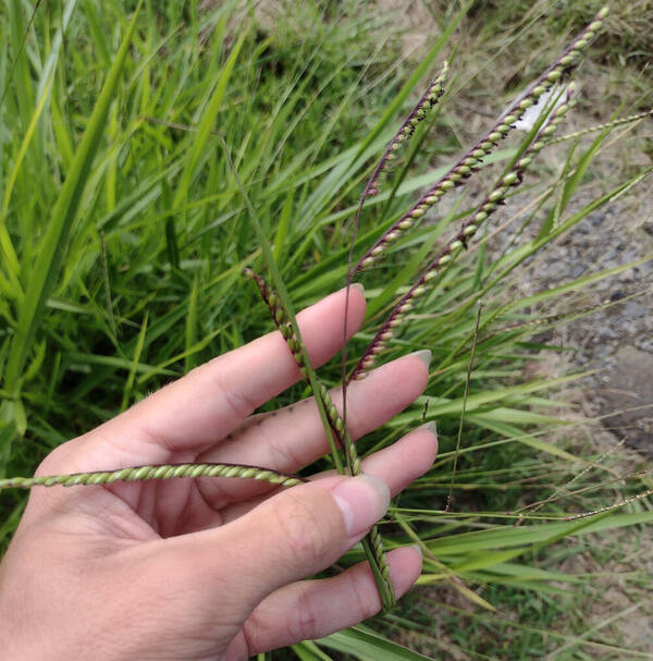 Urochloa brizantha Inflorescence