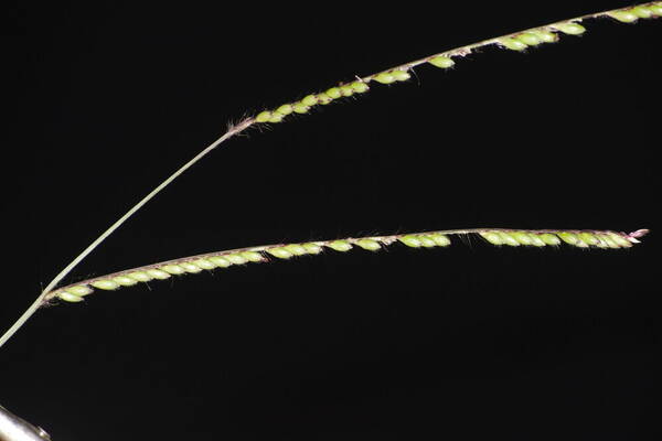 Urochloa brizantha Inflorescence