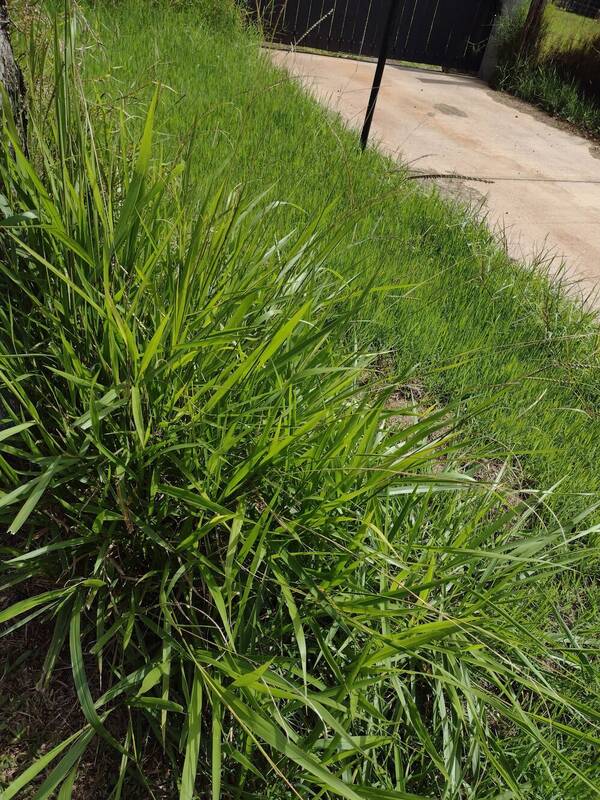 Urochloa brizantha Plant