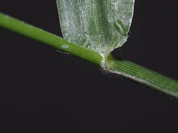 Urochloa distachyos Collar