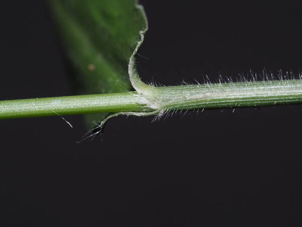 Urochloa distachyos Collar