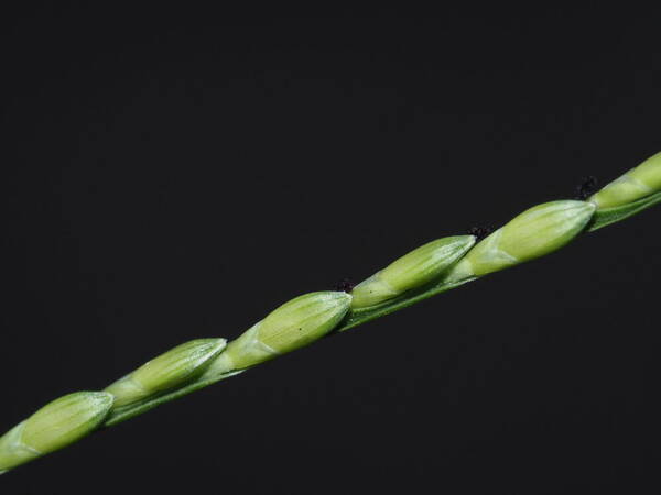 Urochloa distachyos Spikelets