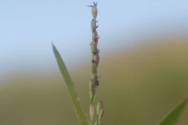 Urochloa distachyos Spikelets