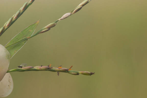 Urochloa distachyos Spikelets