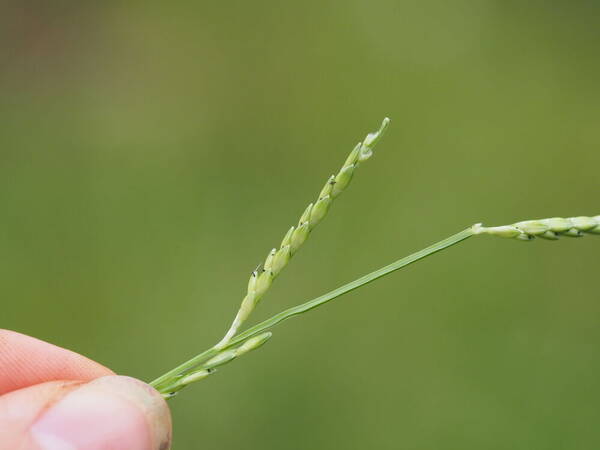 Urochloa distachyos Spikelets