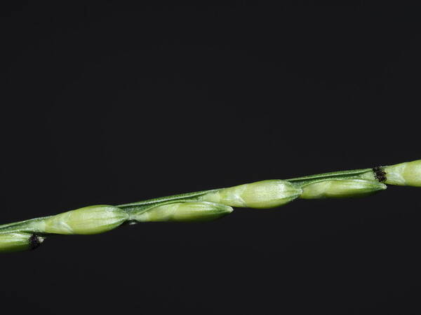 Urochloa distachyos Spikelets