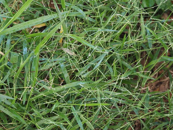 Urochloa distachyos Habit