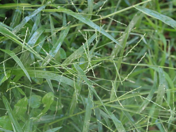 Urochloa distachyos Habit